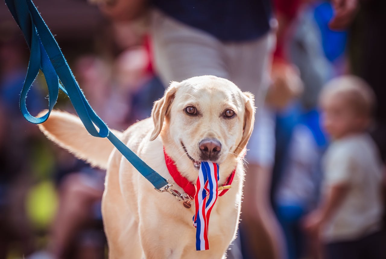 about-06 Labrador retriever with medal ribbon at outdoor patriotic parade.