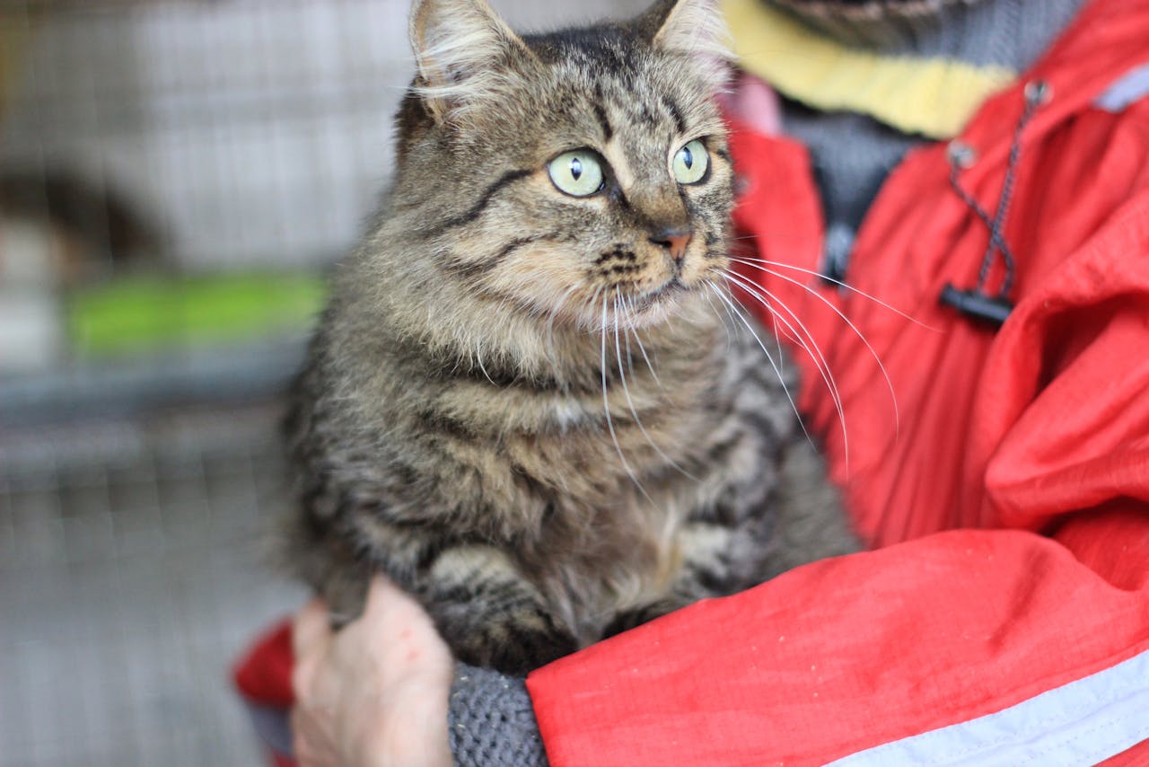 Adorable fluffy brown tabby cat comfortably held in a red coat.