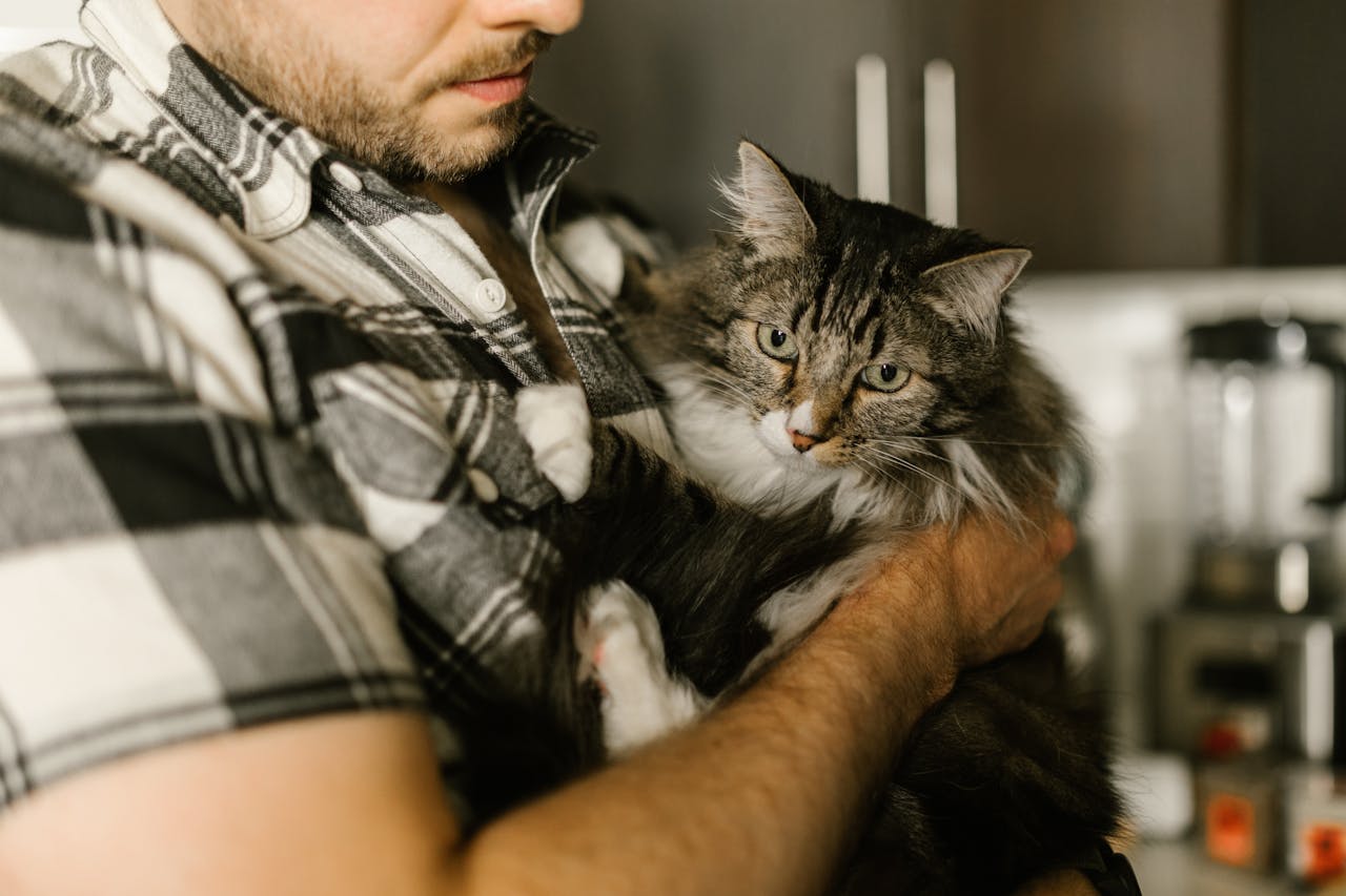 A bearded man in plaid holding a fluffy tabby cat indoors, showcasing a cozy pet moment.
